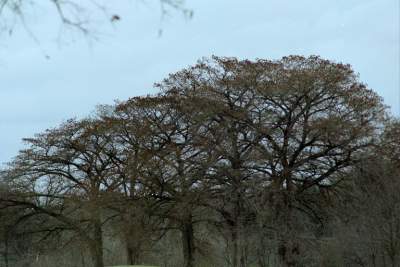 Texas- Bandera creek trees- count the bars.JPG